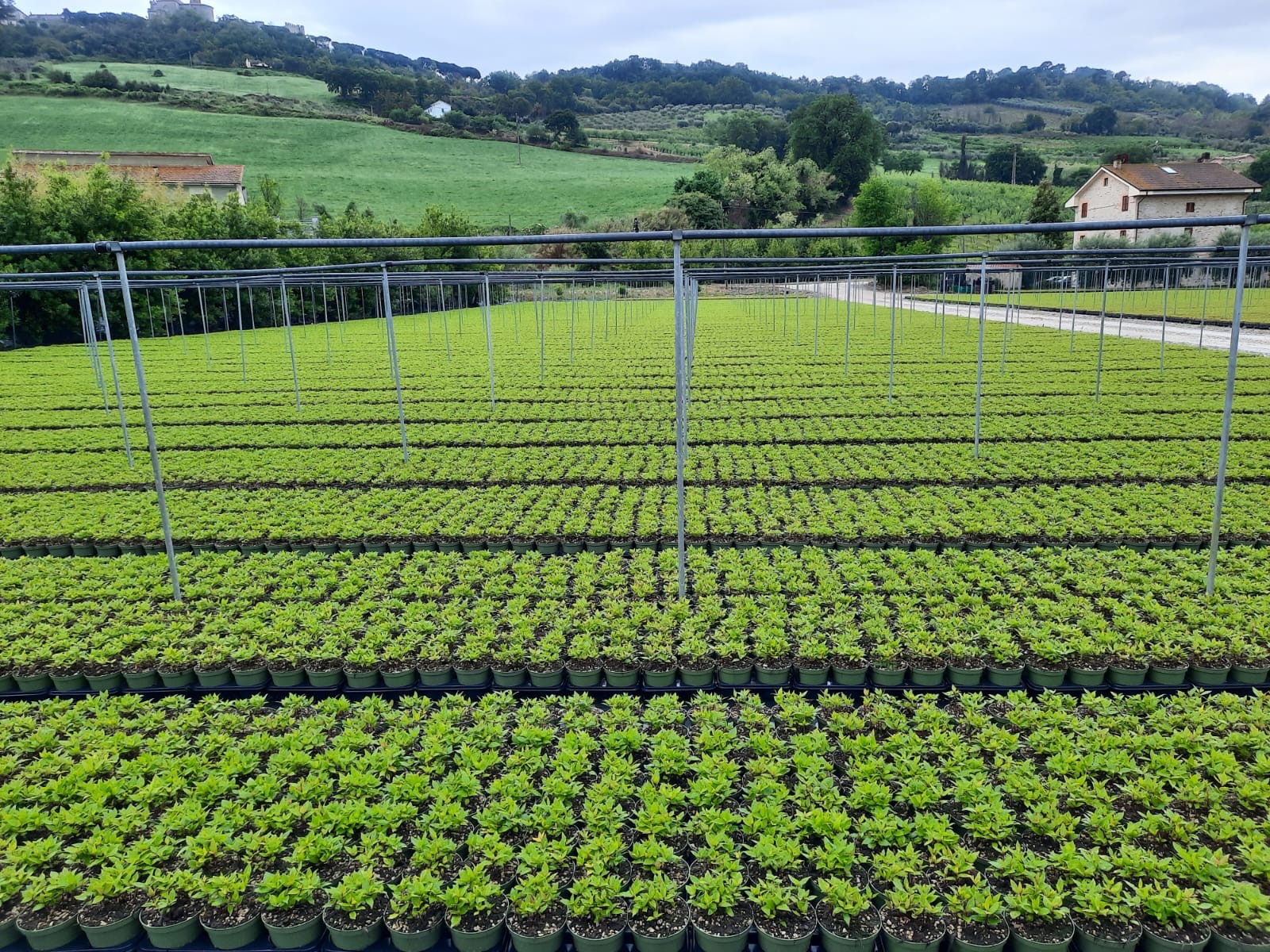 A nursery area filled with trays of small young plants growing in neat rows.