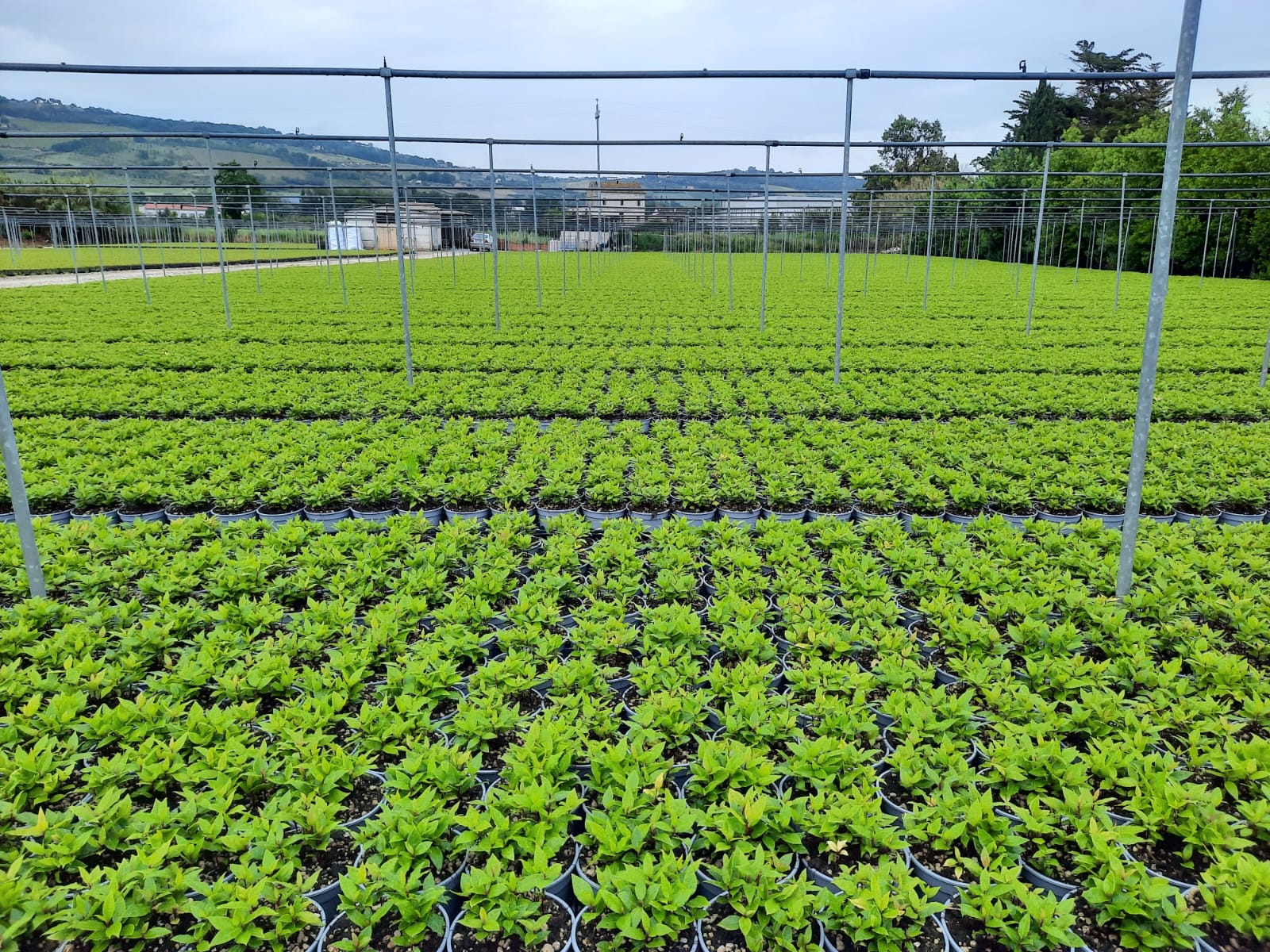 A propagation area in the nursery containing many small seedlings arranged closely together.