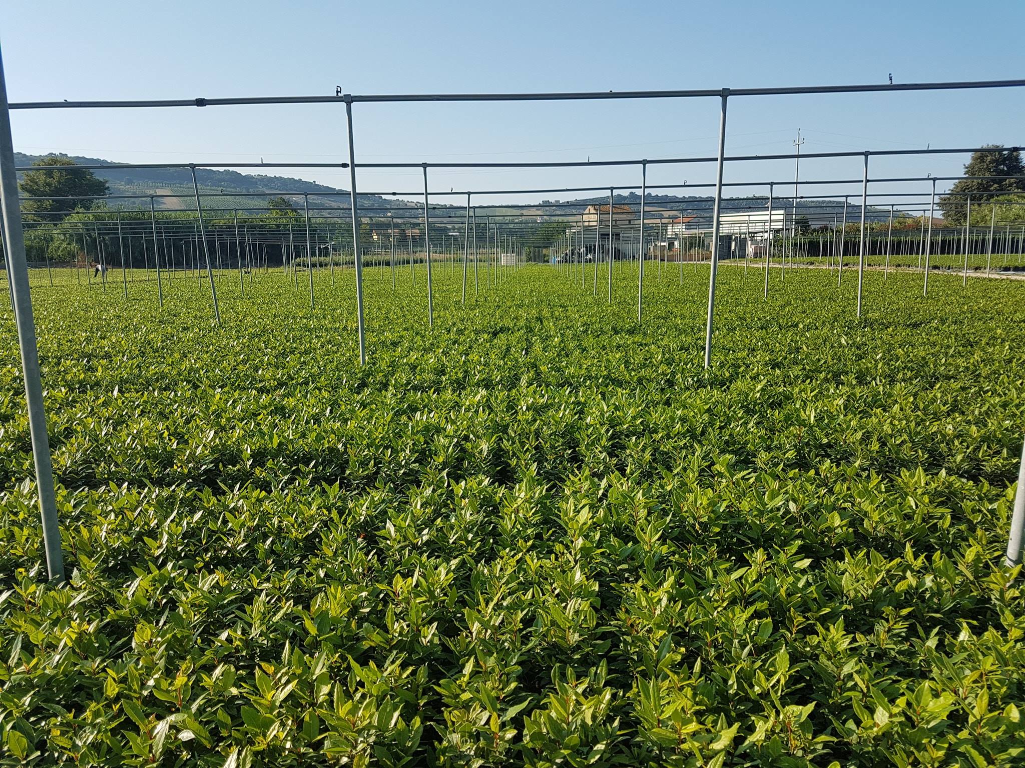 A wide view of the nursery showing many young plants growing simultaneously across multiple trays.