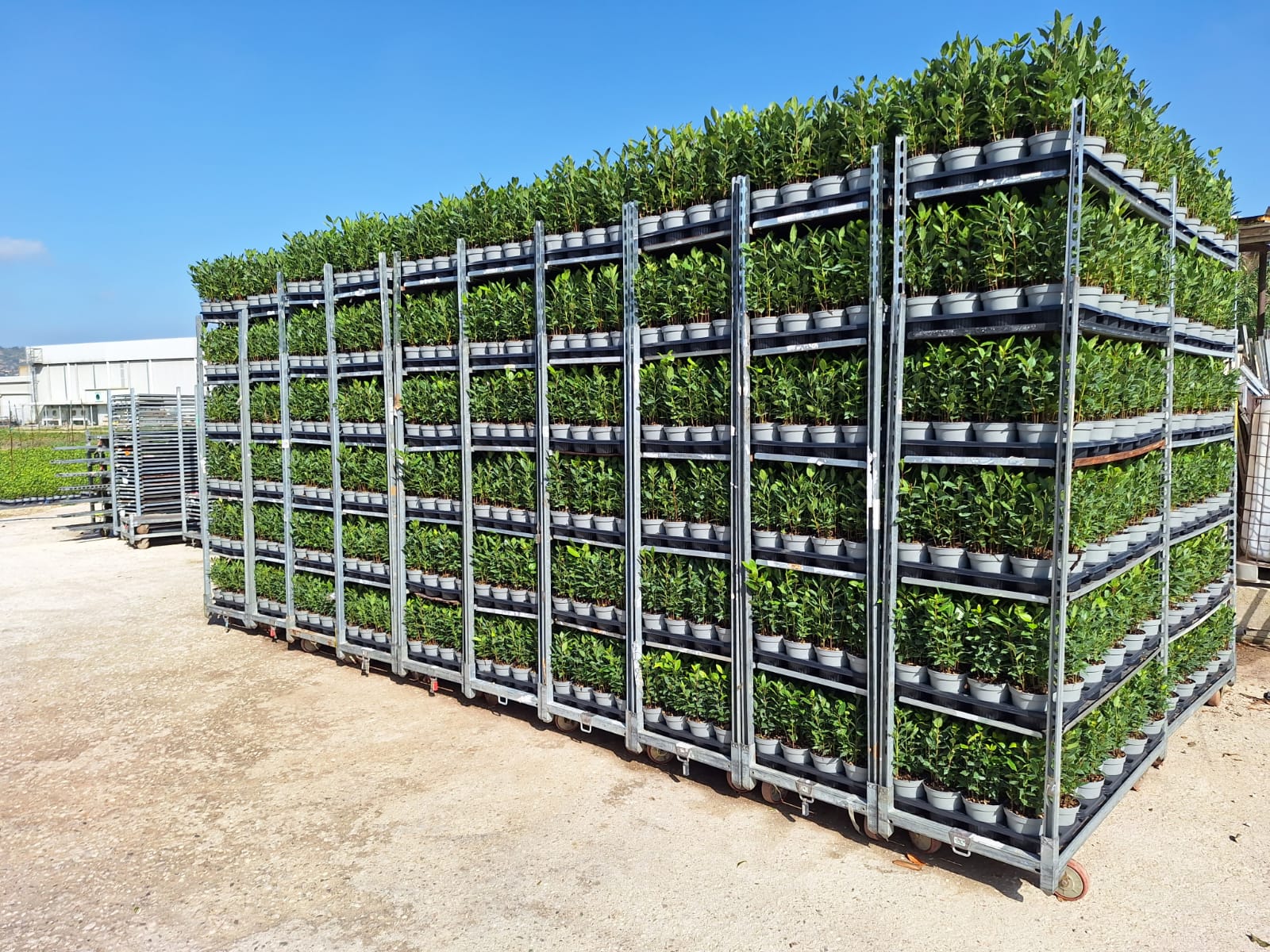 A CC rack stacked with potted plants, showing organized loading and readiness for distribution.