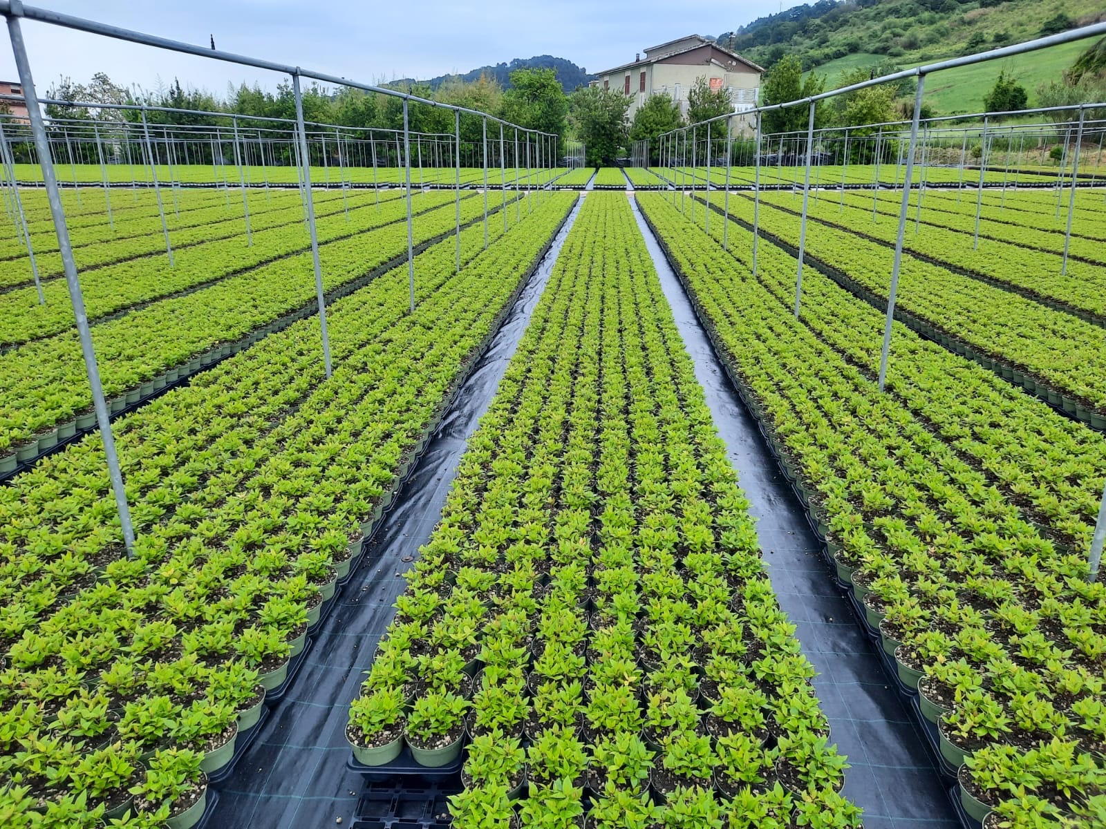A dense collection of small plants in a nursery section, showing healthy early-stage growth.