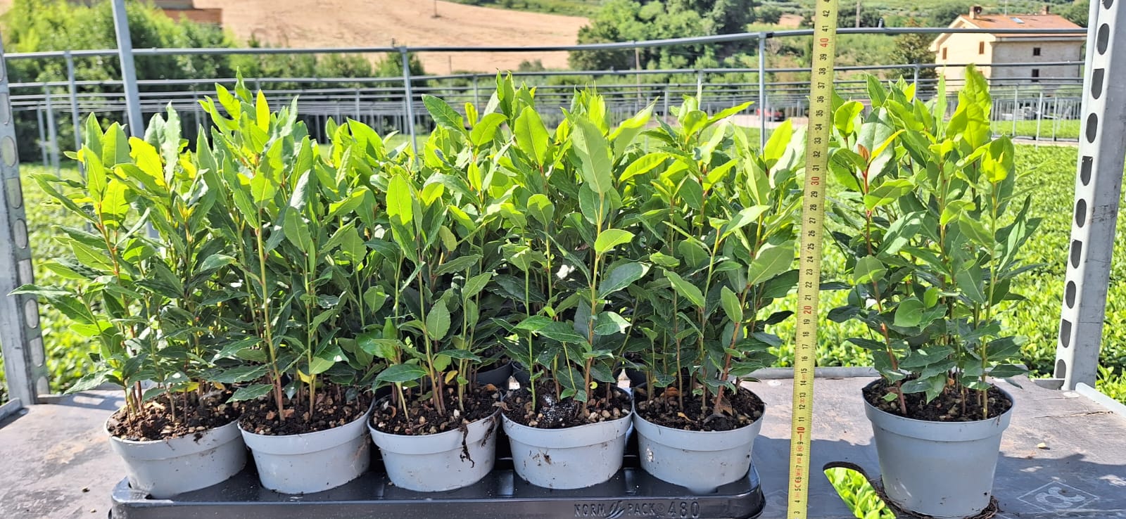 A pot tray containing multiple pots, showing the healthy quality and height of the growing plants.