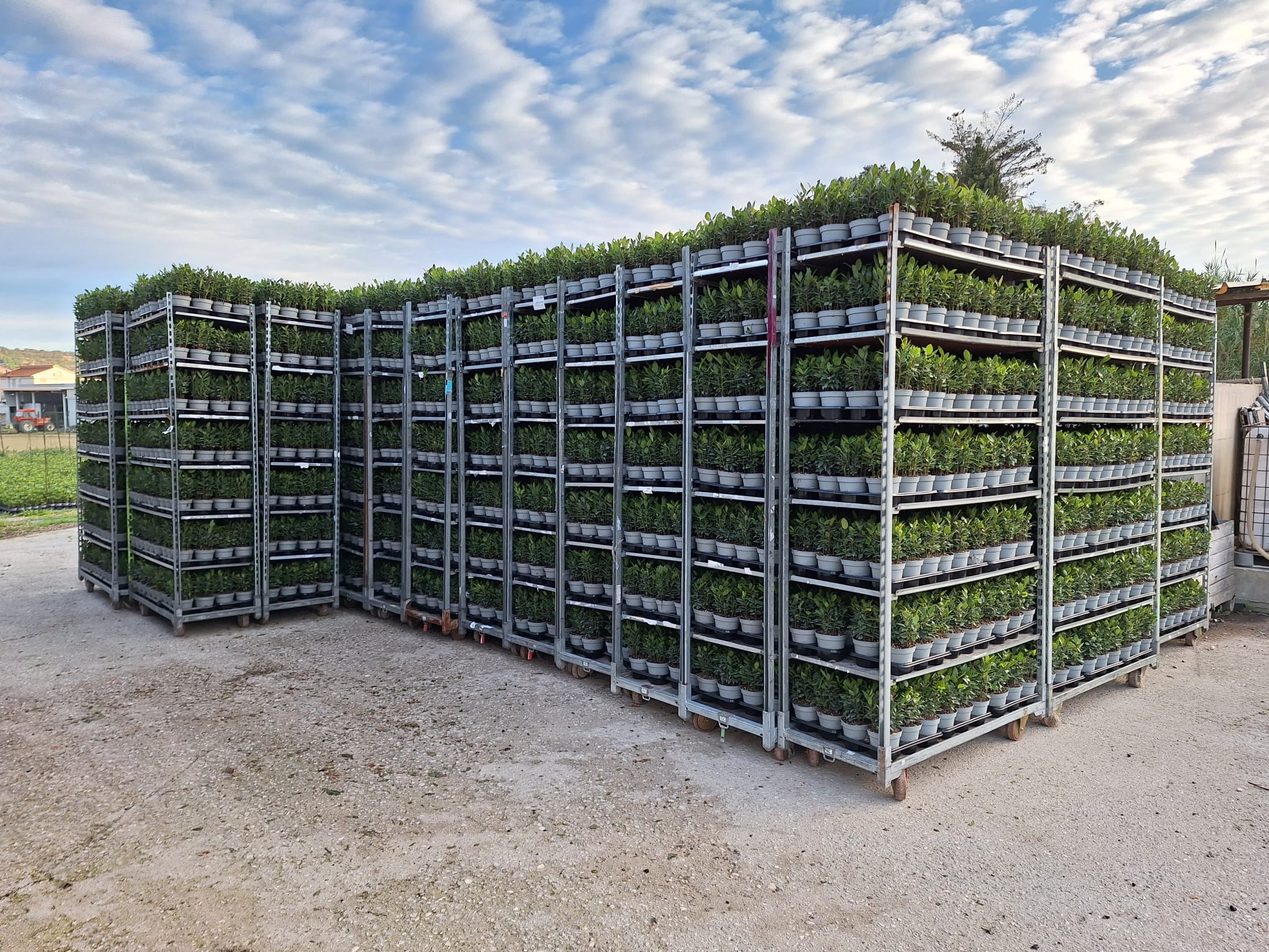 A nursery CC trolley packed with healthy plants, arranged and prepared for shipment.