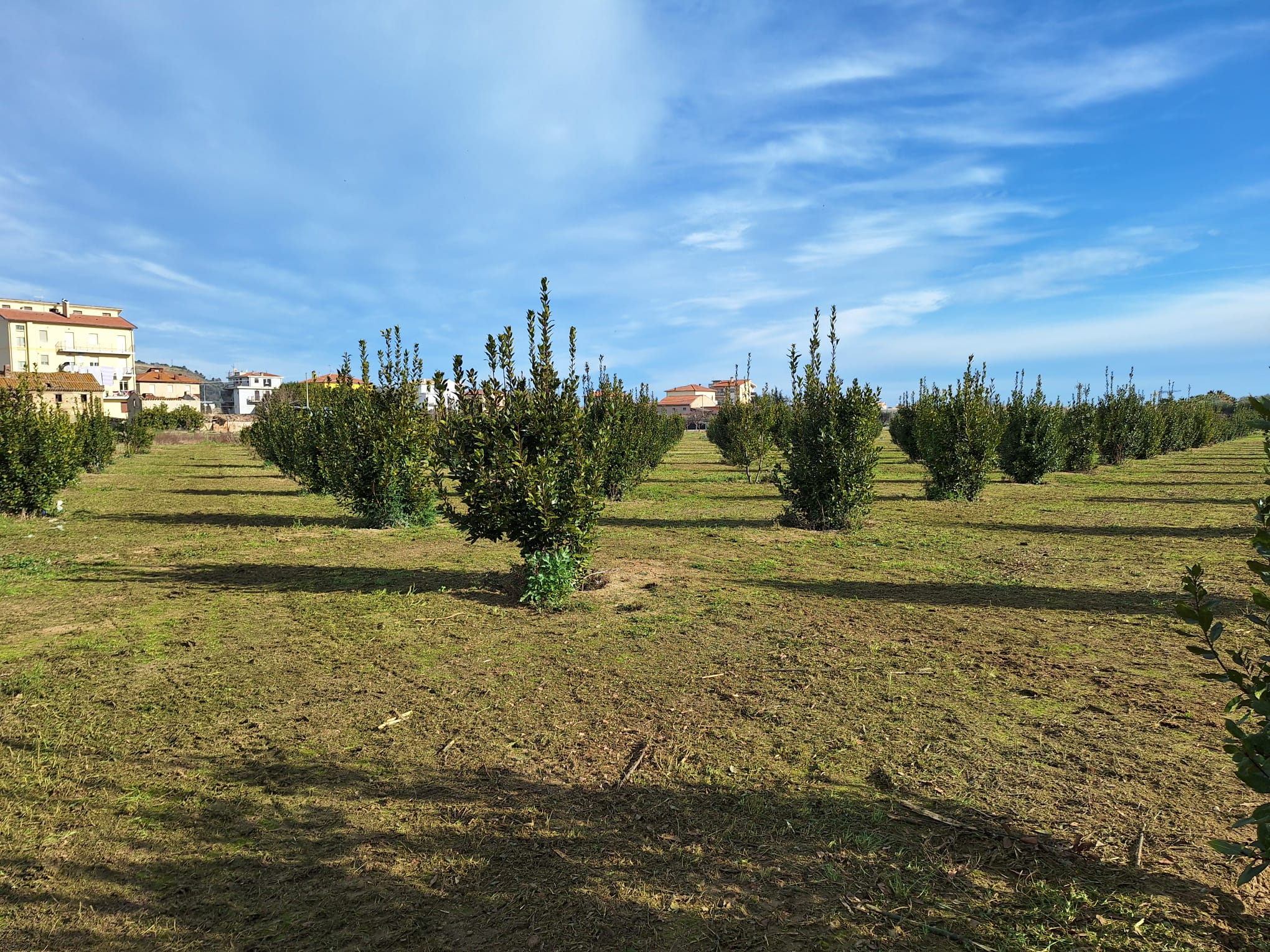 Multiple fully grown trees in a plantation setting, illustrating the area where seeds are collected.