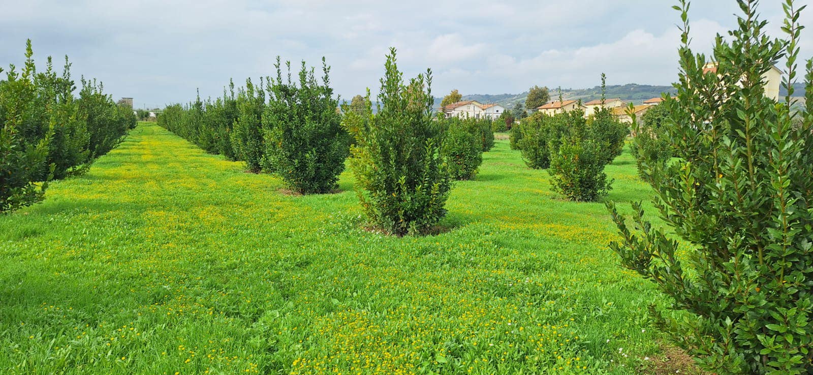 A view of mature trees in a plantation used for seed collection, showing multiple trees in healthy growth.