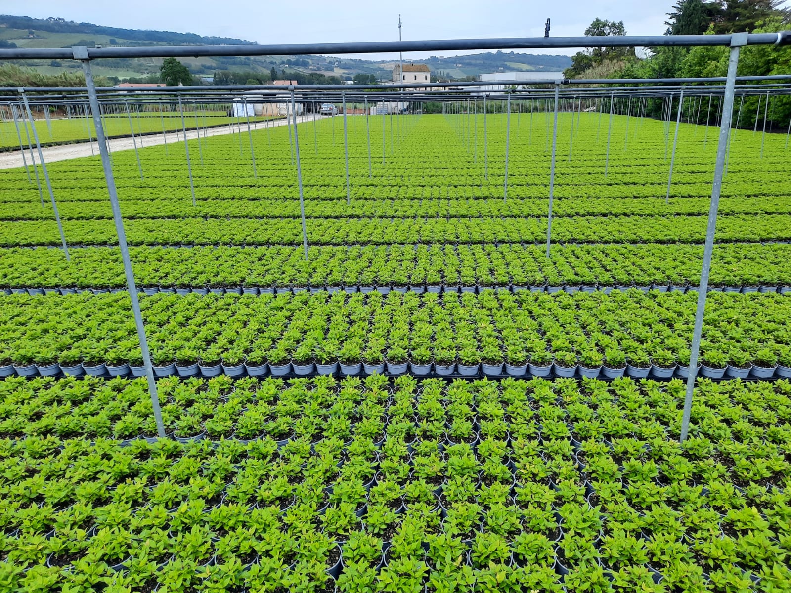 Nursery benches covered with large quantities of small plants growing in organized trays.