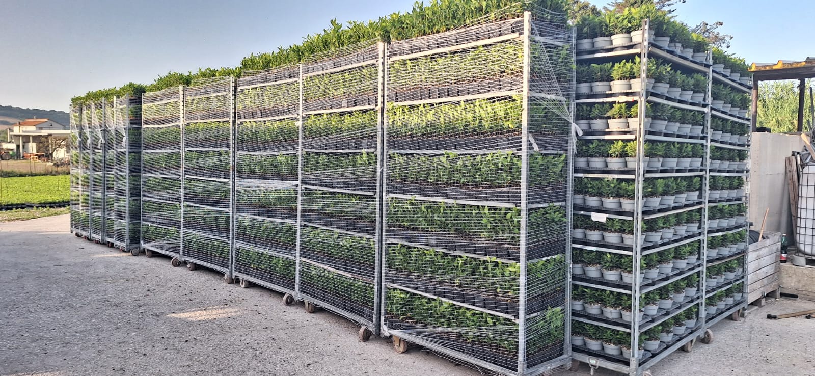 CC containers filled with potted plants securely loaded and ready for transport.