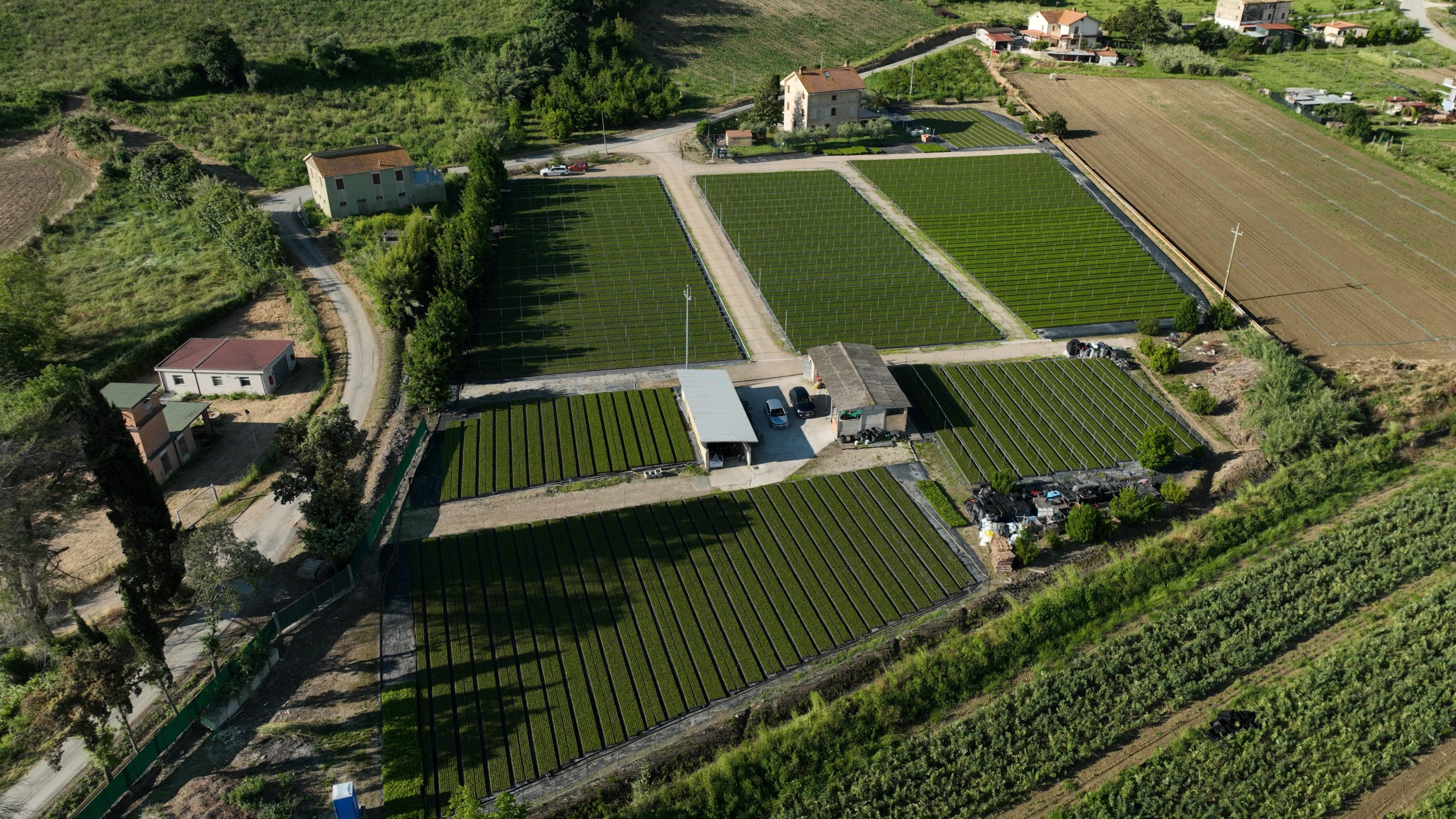 Vivai Laurus Nobilis aerial drone view