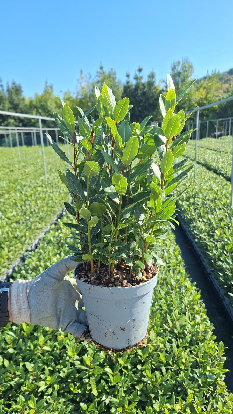 Laurus Nobilis plant in P14 round pot held by hand in nursery