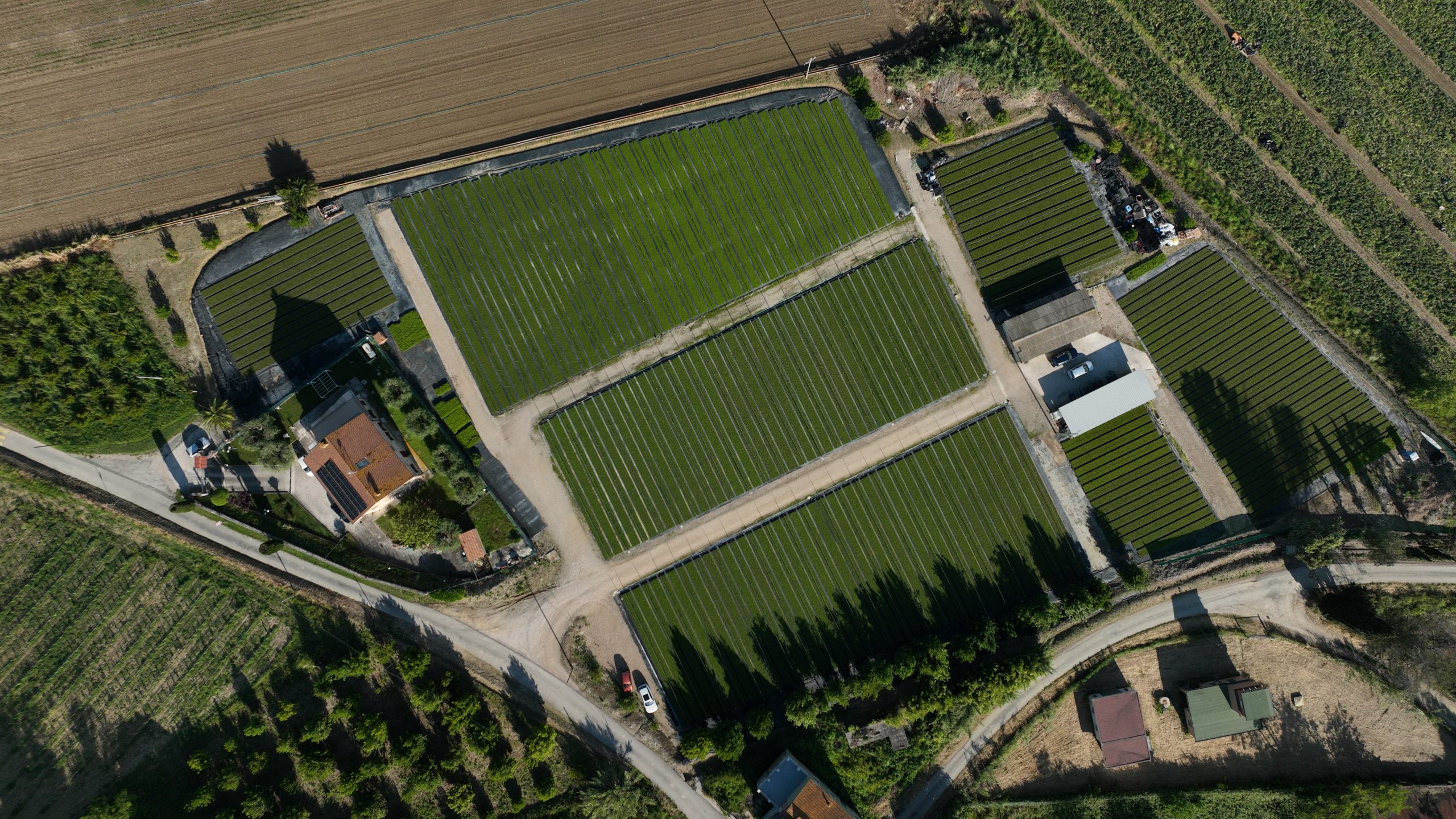 Aerial drone view of the first nursery field with Laurus Nobilis plants