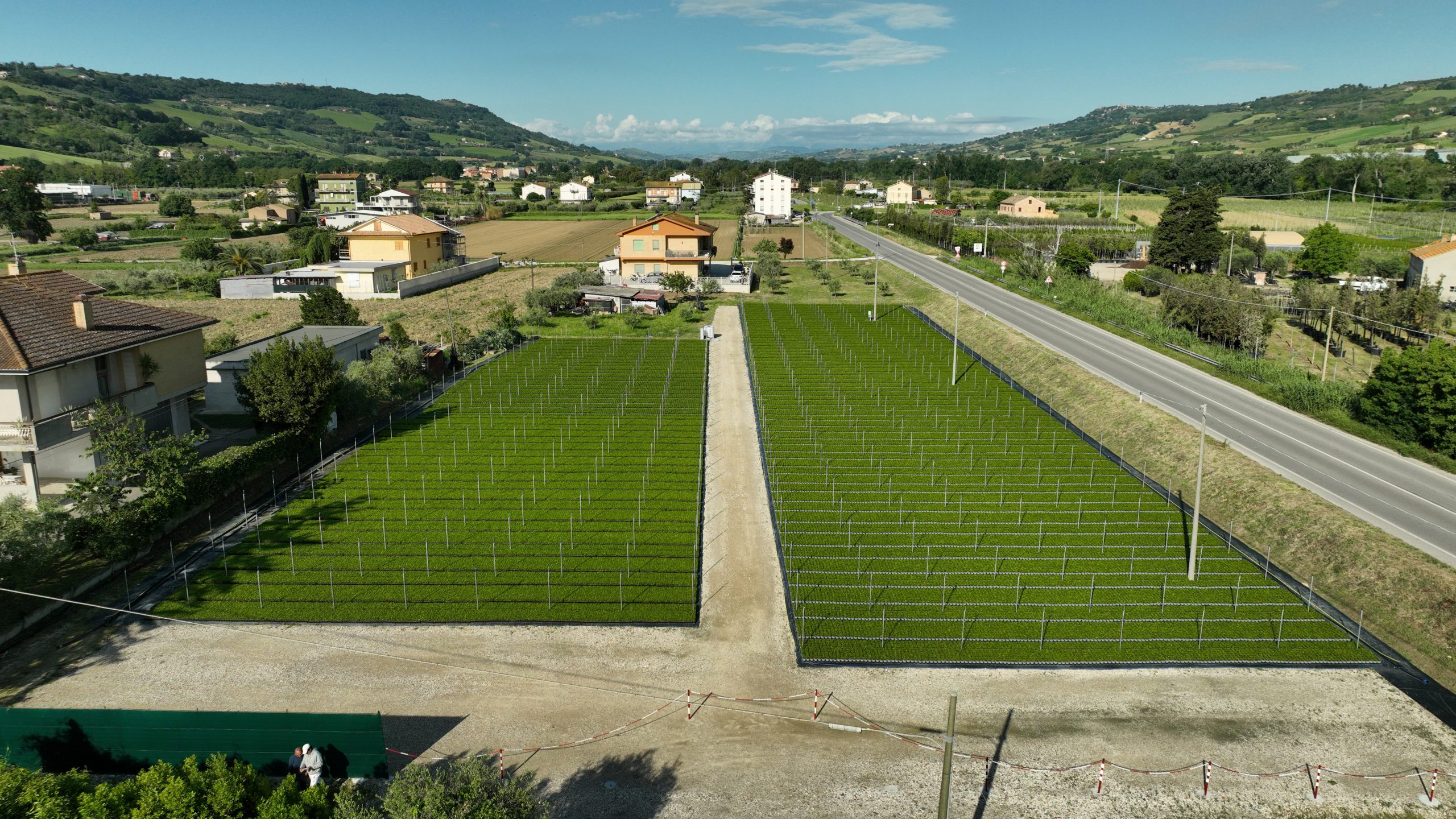 Aerial drone view of the second nursery field with Laurus Nobilis plants
