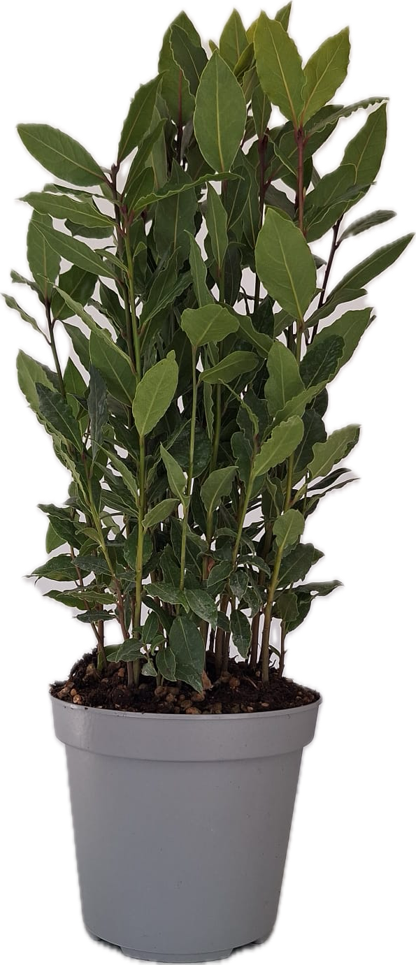 Laurus Nobilis plant in P12 round pot