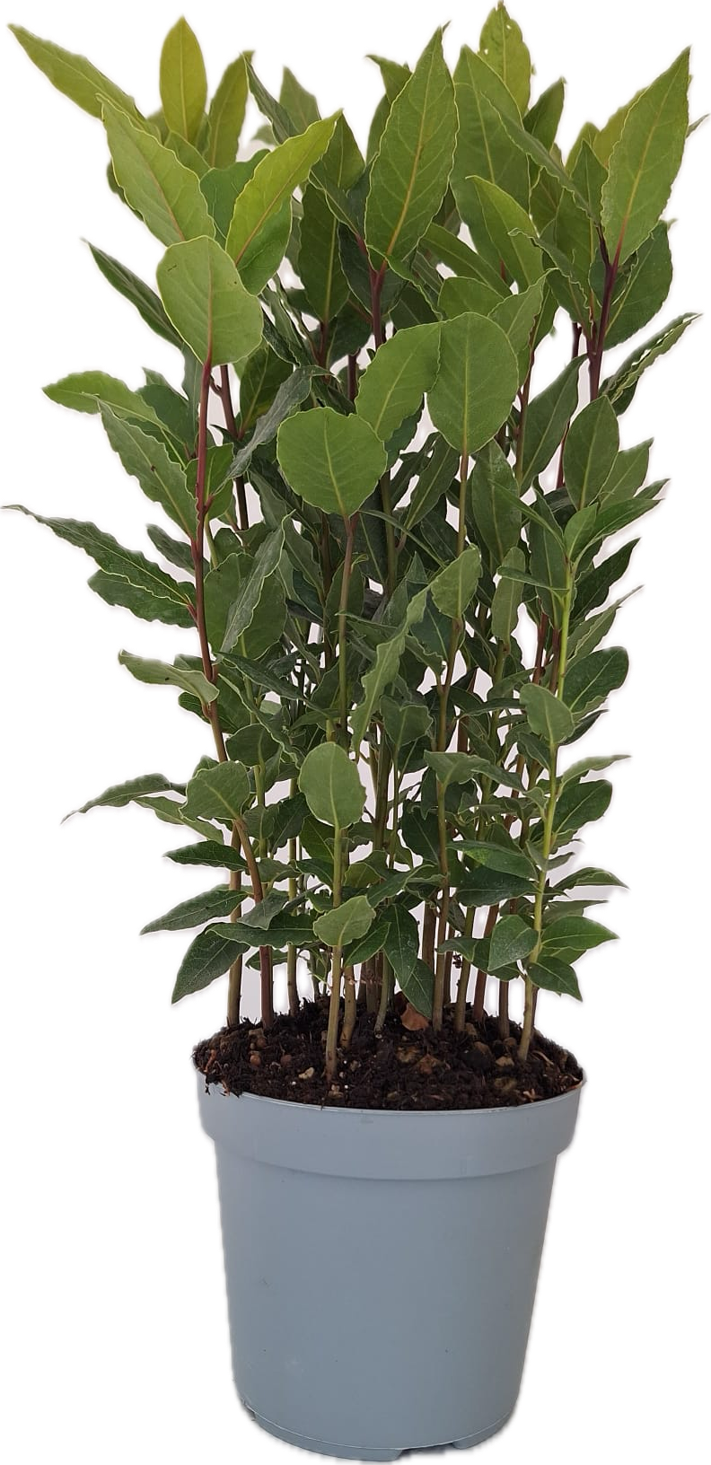 Laurus Nobilis plant in p14 round pot